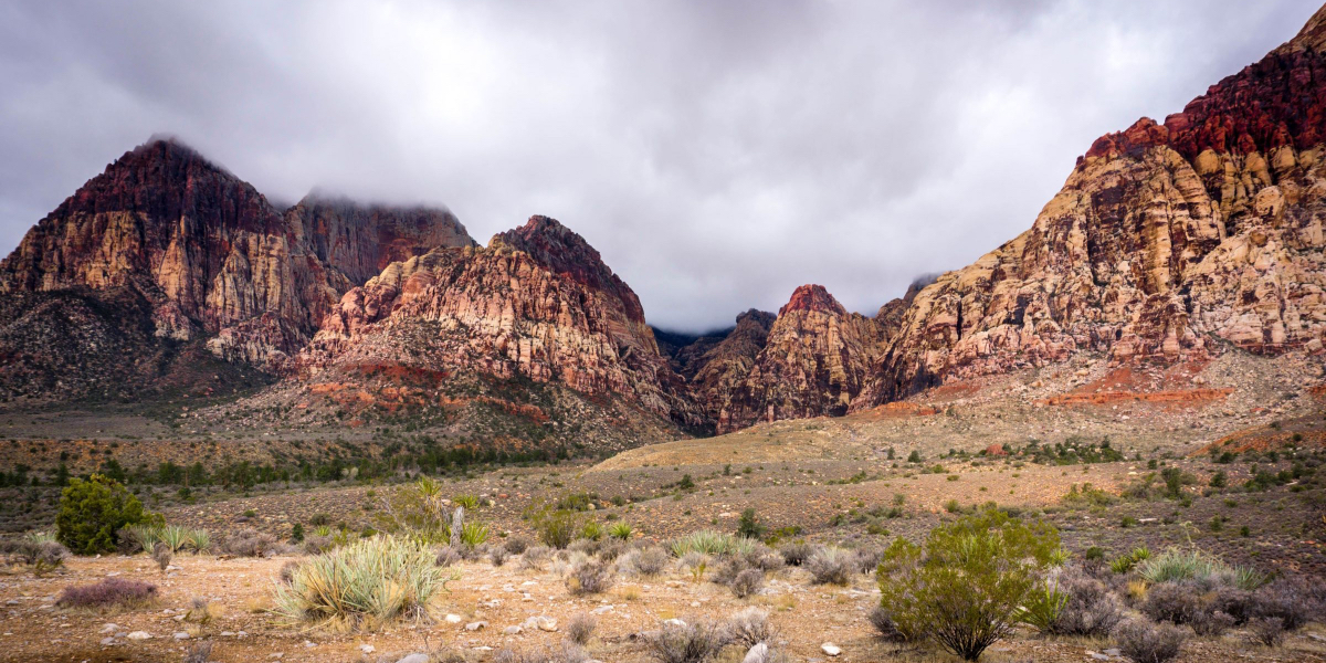 Harsh Desert Conditions And Jojoba 
